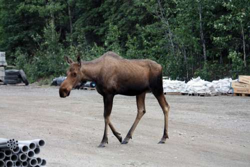 Moose Denali Denali National Park National Park