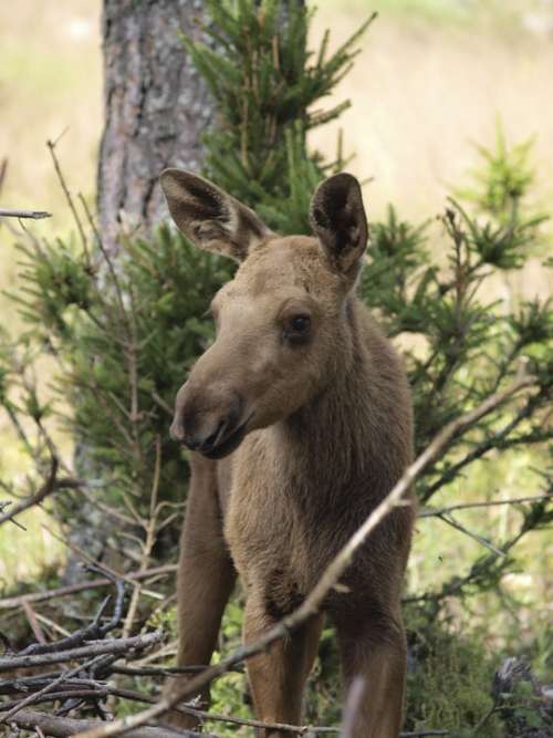 Moose Calf Moose Moose Child Young Animal Young