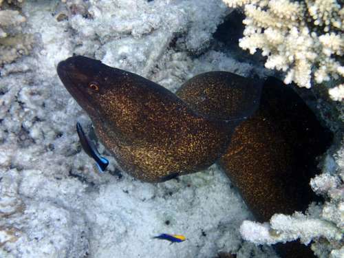 Moray Java Fish Sea Maldives
