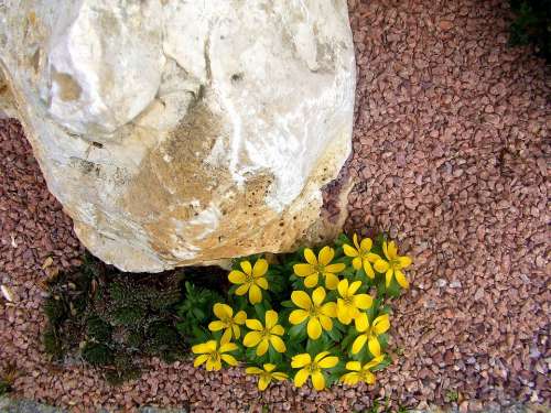 More Unusual Stone Yellow Spring Flowers
