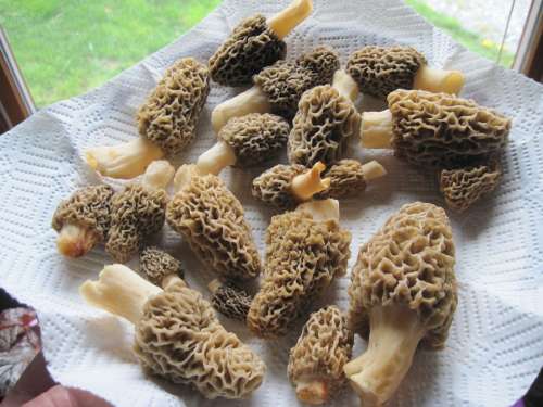 Morels Mushrooms Food Gourmet Delicious Nature