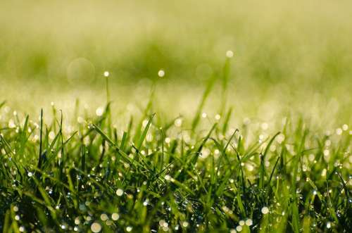 Morning Dew Grass Water Drops Green Fresh Nature