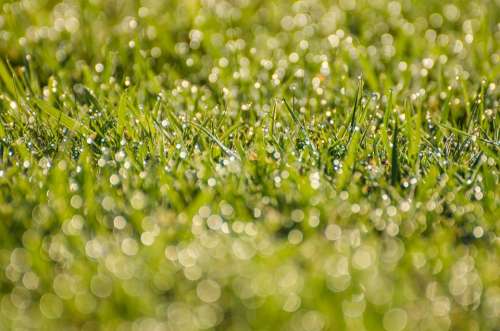 Morning Dew Grass Water Drops Background Green