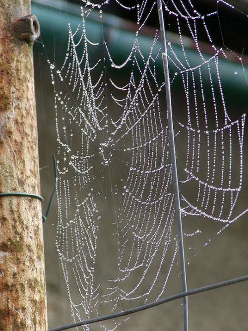 Morning Web Dew Composition Woven Spider Lace