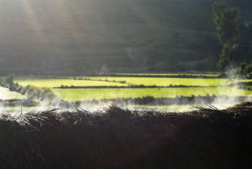 Morning Smokey Thatch Lightbeam Rice Field