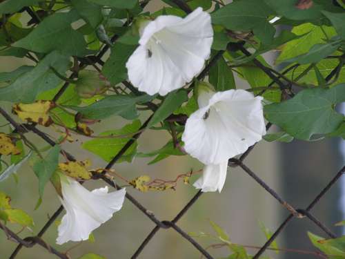 Morning Glory Fence White Flower