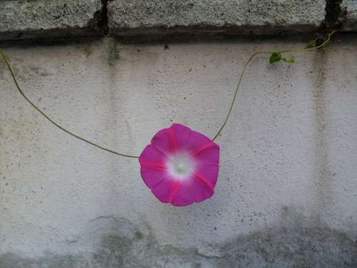 Morning Glory City Fence