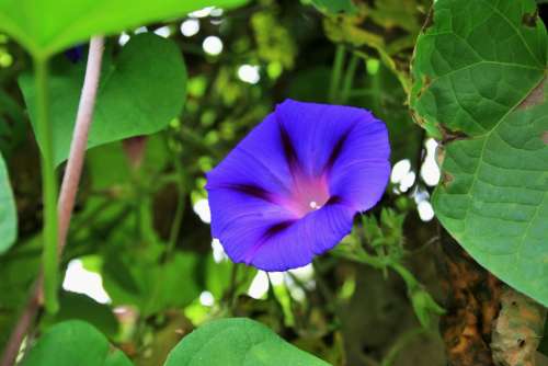 Morning Glory Flower Purple Trumpet Bright Creeper