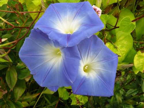 Morning Glory Flower Blossom Nature Summer Flora