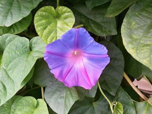 Morning Glory Blue Flowers