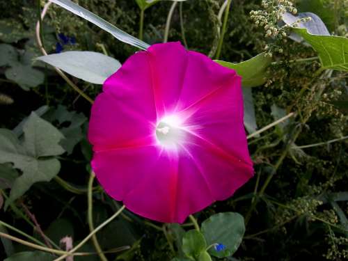 Morning Glory Sea Of Flowers Plant