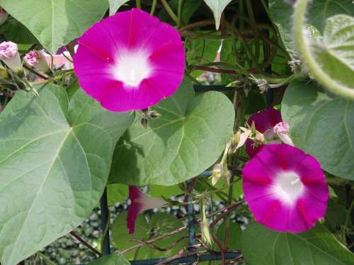 Morning Glory Winds Blossom Bloom Flower Bright