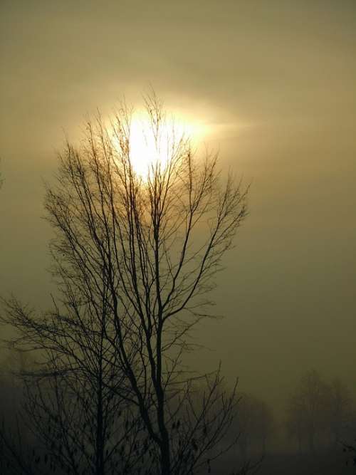 Morning Mist Sun Backlighting Trees Silhouettes