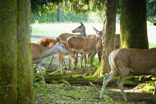 Morning Sun Hinds Forest Deer Park Flock