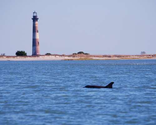 Morris Island Dolphin Lighthouse Ocean Sea Water