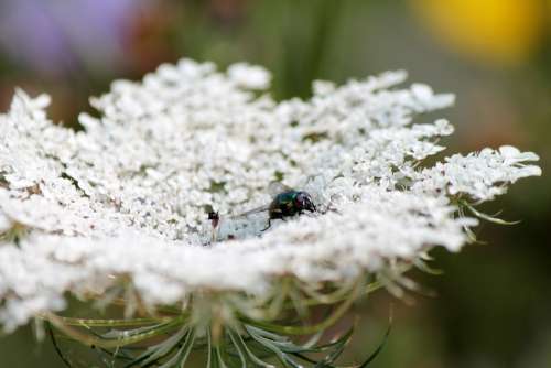 Moscow Insect Flower Nature Green Landscape Fauna