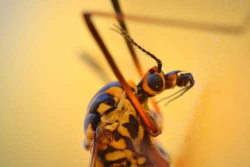 Mosquito Bug Animal Macro