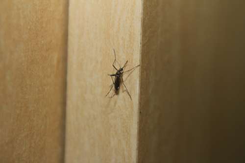 Mosquito Dengue Fever Aedes