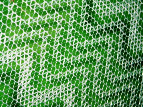 Mosquito Nets White Wall Green