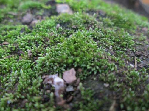 Moss Ground Forest Earth Green Plant