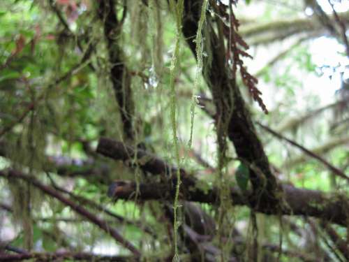 Moss Trees Branch Lichen Twig Wood Nature Dew