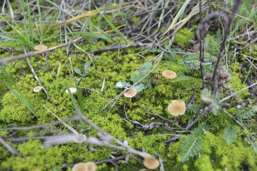 Moss Mushrooms Magic Land The Bark Forests Green