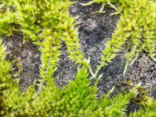Moss Green Overgrown Concrete Macro Climb Wall