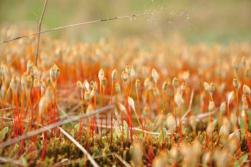 Moss Overgrown Closeup Macro Forest Litter