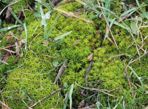 Moss Green Nature Plant