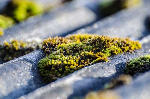 Moss Surface Outdoor Soil Lichen Soft Natural