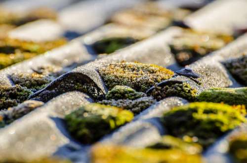 Moss Surface Outdoor Soil Lichen Soft Natural