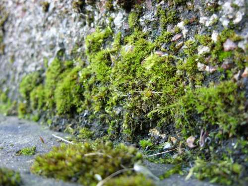 Moss Mosses Growing Plant Green Stone Wall