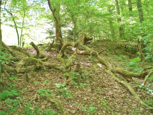 Moss Root Green Forest Wilderness Mis Shapen