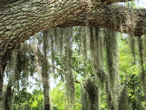 Moss Marsh Branch Tree Swamp Louisiana Wetland