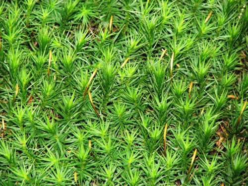 Moss Green Forest Nature Plant Ground