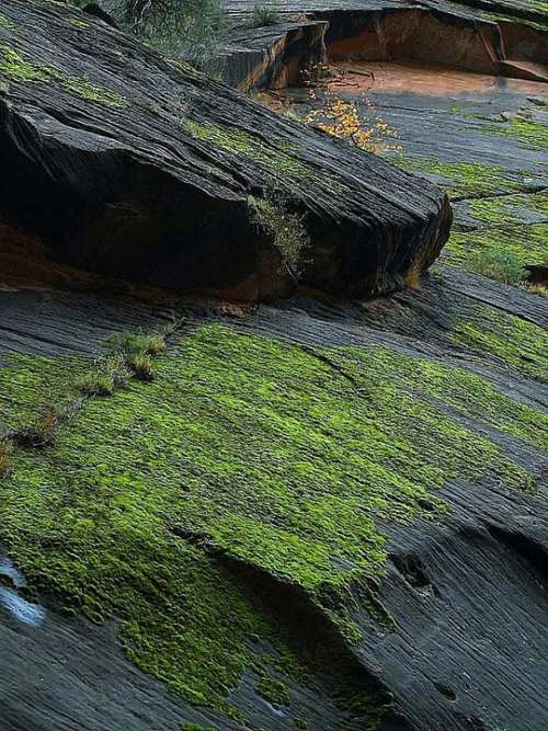 Moss Canyon Zion Stones Rock Landscapes Nature
