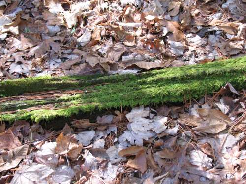 Moss Tree Foliage Forest Nature Environment Woods