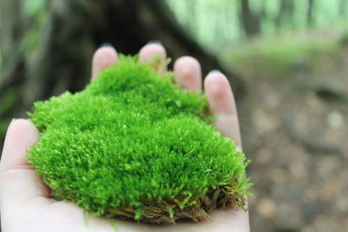 Moss Nature Plant Summer Flora Green Hand