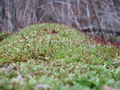 Moss Macro Nature Close Up