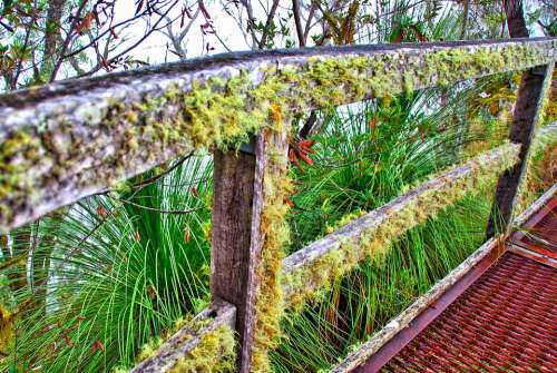 Moss Lichen Fence Wooden Old Surface Rough