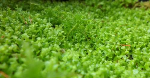 Moss Green Plant Growth Nature Botany Life Leaf