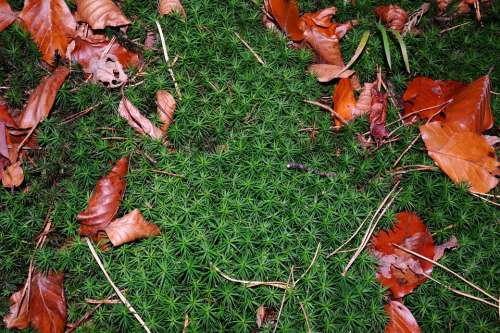 Moss Fall Foliage Green Red Brown Brown Forest
