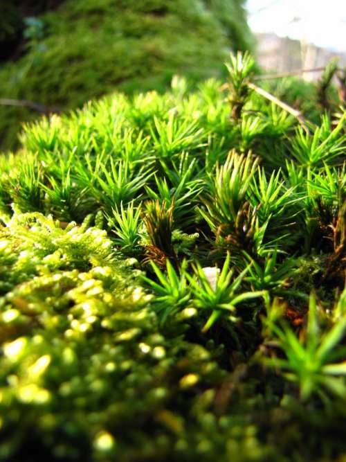 Moss Forest Autumn Green Nature Macro Color