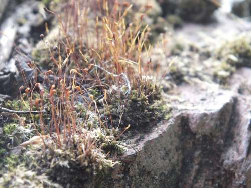 Mosses Stone Grey Lichens