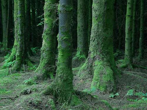 Mossy Dark Forest Landscapes Nature