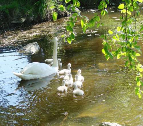 Mother Swan Cygnets Spring Animal Nature