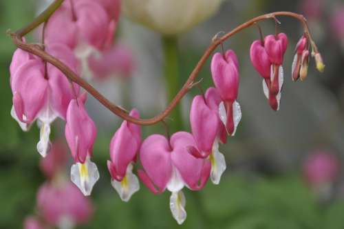 Mother'S Day Heart Mother'S Day Heart Flowers Pink