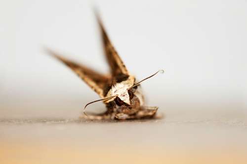 Motte Insect Moth Macro Butterfly