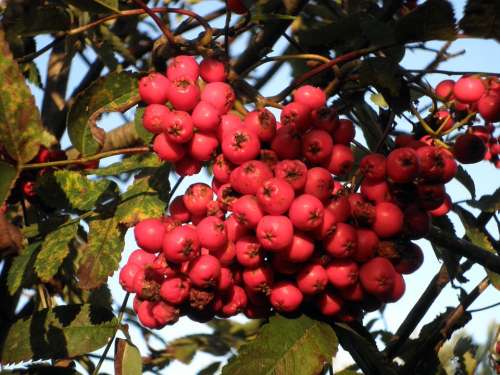 Mountain Ash Rowanberries Fruit Ripe Red Tree