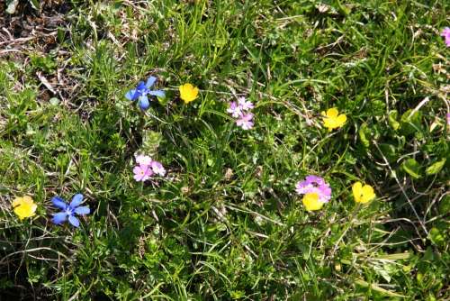 Mountain Flowers Flower Alpine Meadow